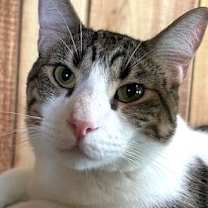 Thumbnail photo of Lenny #4