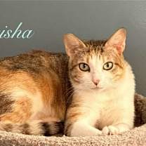 Thumbnail photo of Geisha #1