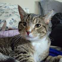 Thumbnail photo of Caelan #2