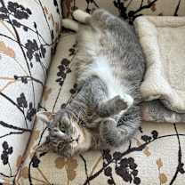 Thumbnail photo of Maggie #1