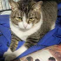 Thumbnail photo of Joliet #4