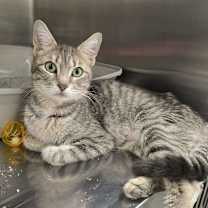 Thumbnail photo of Lily #1