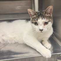 Thumbnail photo of Auburn #1