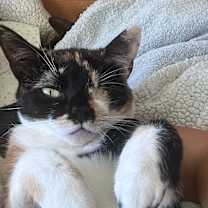 Thumbnail photo of Rainbow 1-eye sweetie pie #2