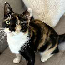 Thumbnail photo of Rainbow 1-eye sweetie pie #1