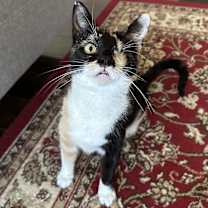 Thumbnail photo of Rainbow 1-eye sweetie pie #3