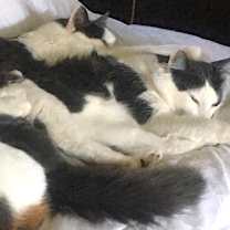 Thumbnail photo of G.W. #3