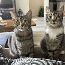 Thumbnail photo of Daphne Bridgerton #2