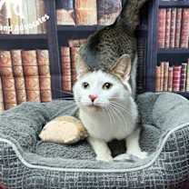 Thumbnail photo of Bocepheus #3