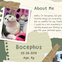 Thumbnail photo of Bocepheus #4