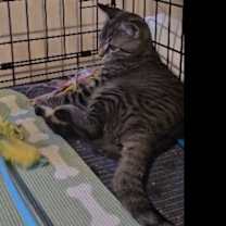 Thumbnail photo of PEPPERMINT #3