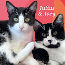 Thumbnail photo of JOEY #4