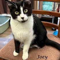 Thumbnail photo of JOEY #2