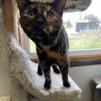 Thumbnail photo of Bamboozle #2