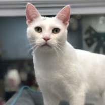 Thumbnail photo of Ivory #1