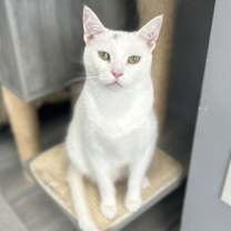 Thumbnail photo of Ivory #2