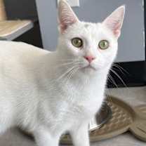 Thumbnail photo of Ivory #3
