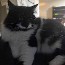 Thumbnail photo of Bella #1