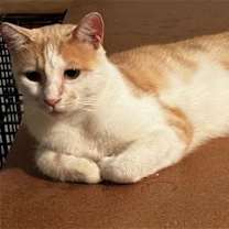 Thumbnail photo of Maniko #1