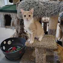 Thumbnail photo of Tesla #1