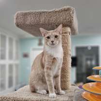 Thumbnail photo of Rover #1