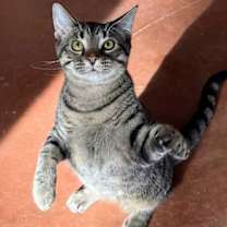 Thumbnail photo of KITTEN BIG LIL GREYBOY #1