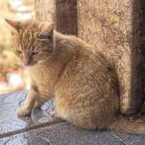 Thumbnail photo of Basil K #1