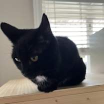 Thumbnail photo of EDDIE (female) #1