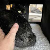 Thumbnail photo of EDDIE (female) #2