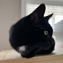 Thumbnail photo of EDDIE (female) #3