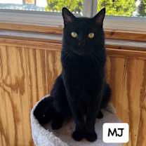 Thumbnail photo of MJ #1