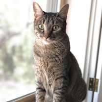 Thumbnail photo of Maggie #1