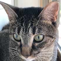 Thumbnail photo of Maggie #2