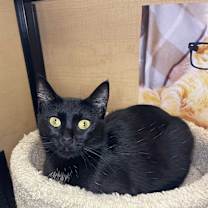 Thumbnail photo of Ebony #2