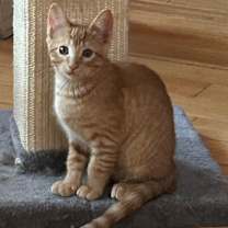 Thumbnail photo of Topi (Bonded with Tipi) #4