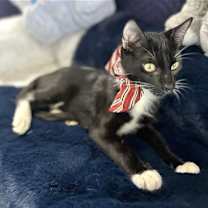 Thumbnail photo of Sawyer #2
