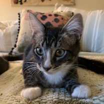 Thumbnail photo of Marble #1