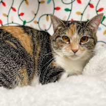 Thumbnail photo of Iris - LF #2