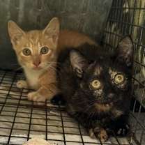 Thumbnail photo of Sam #2