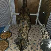 Thumbnail photo of Pasta #3