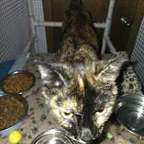 Thumbnail photo of Pasta #4