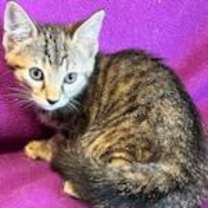 Thumbnail photo of Rigatoni #2