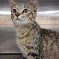 Thumbnail photo of Sutton #1