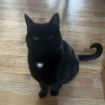 Thumbnail photo of Orbit #1