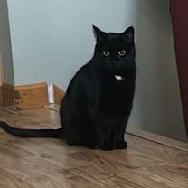 Thumbnail photo of Orbit #2