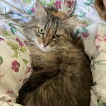 Thumbnail photo of Rosa #1