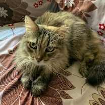 Thumbnail photo of Rosa #2