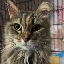 Thumbnail photo of Rosa #4