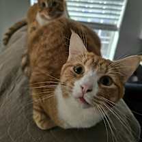 Thumbnail photo of Cuddles (bonded to Squeaker) #4