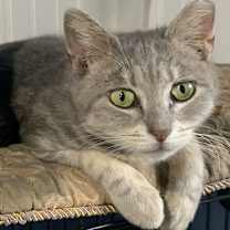 Thumbnail photo of Peanut #2